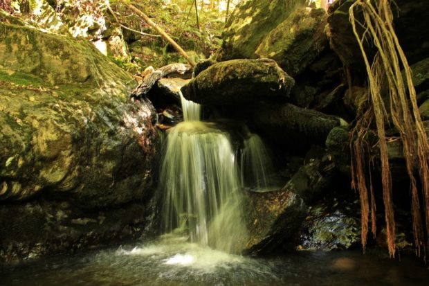 Alquila un autobús de Travidi y descubre las Fragas do Eume y sus caminos